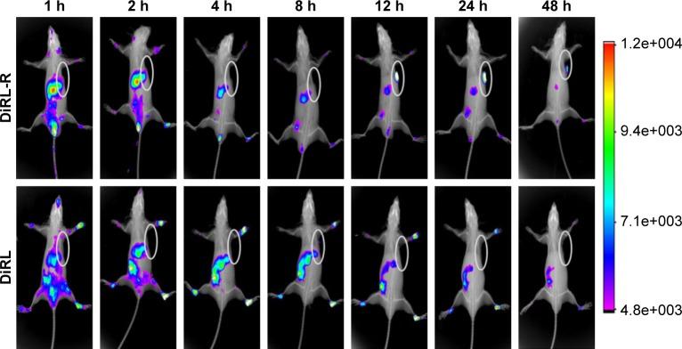 https://cdn.ncbi.nlm.nih.gov/pmc/blobs/f98a/5661837/dcabb7427a01/ijn-12-7869Fig6.jpg