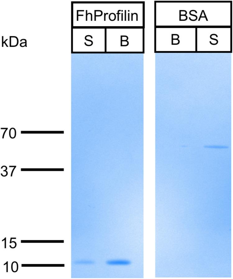 https://cdn.ncbi.nlm.nih.gov/pmc/blobs/f98b/7727368/b2be80a2843c/peerj-08-10503-g005.jpg