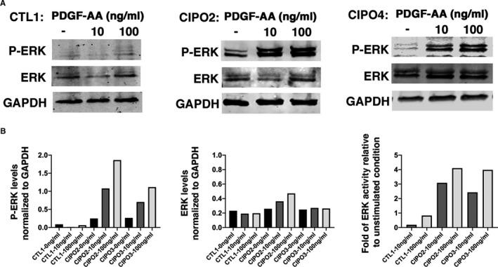 https://cdn.ncbi.nlm.nih.gov/pmc/blobs/f98b/8051695/e85d28c9288d/JCMM-25-4028-g004.jpg