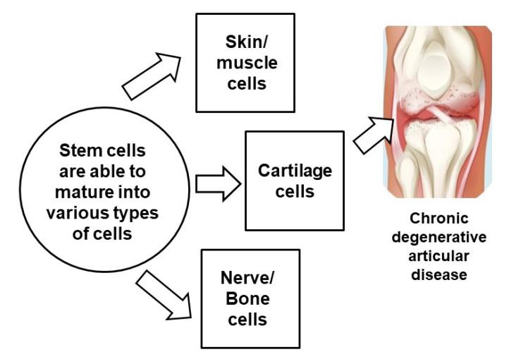 https://cdn.ncbi.nlm.nih.gov/pmc/blobs/f98c/11704397/05021f173398/bt-33-1-86-f3.jpg