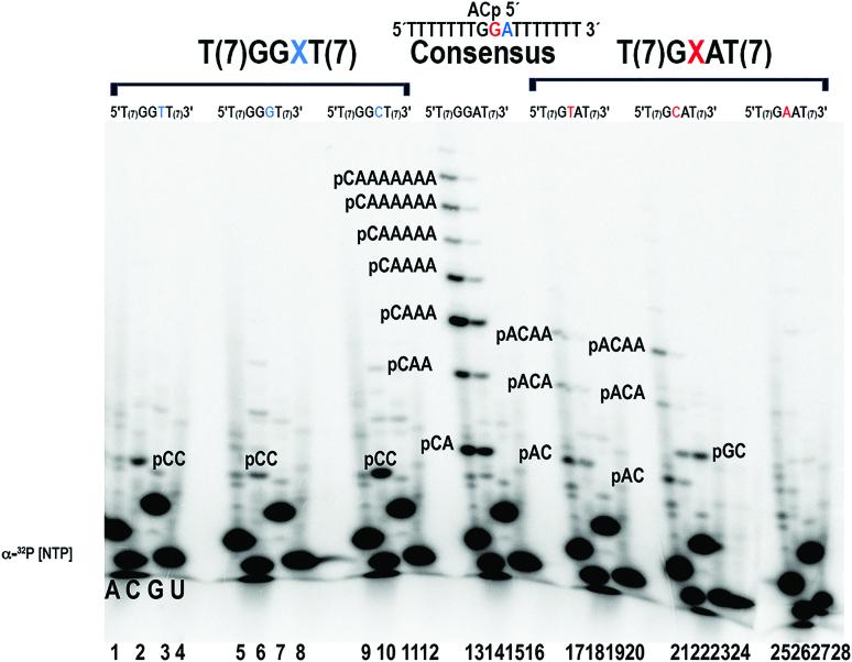 https://cdn.ncbi.nlm.nih.gov/pmc/blobs/f98c/5737085/5db37cd2e726/gkx745fig6.jpg