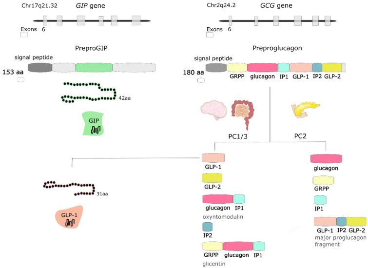 https://cdn.ncbi.nlm.nih.gov/pmc/blobs/f98c/7910956/61a7bf3ba1cb/nutrients-13-00351-g002.jpg
