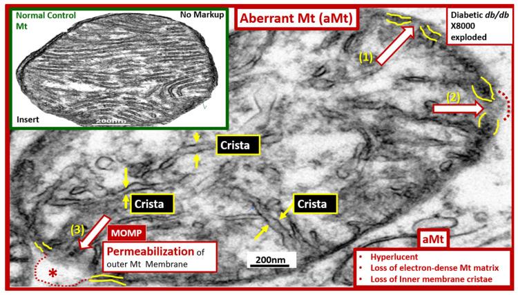https://cdn.ncbi.nlm.nih.gov/pmc/blobs/f993/9101653/b9a6bfaa8b62/ijms-23-04820-g002.jpg