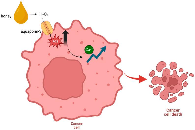 https://cdn.ncbi.nlm.nih.gov/pmc/blobs/f995/11547017/d531b68b32f9/ijms-25-11724-g001.jpg