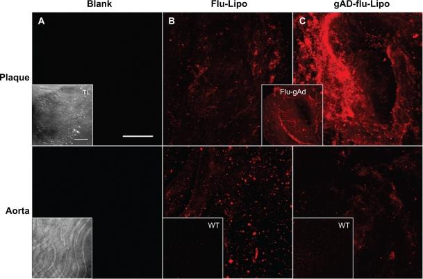 https://cdn.ncbi.nlm.nih.gov/pmc/blobs/f995/3131194/28f93fc18aa4/ijn-6-1279f2.jpg