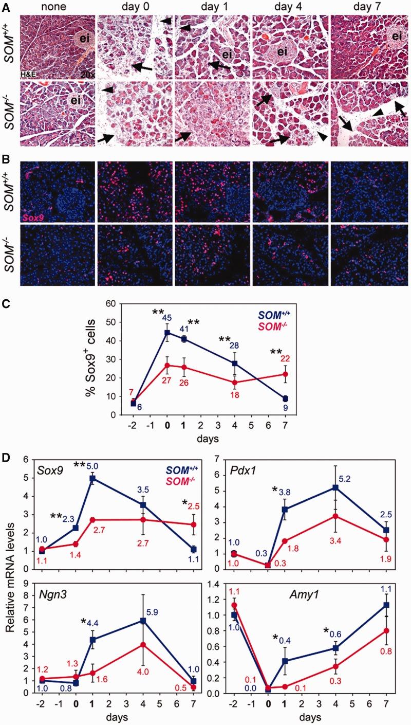 https://cdn.ncbi.nlm.nih.gov/pmc/blobs/f995/3632127/b58409edb304/gkt140f5p.jpg