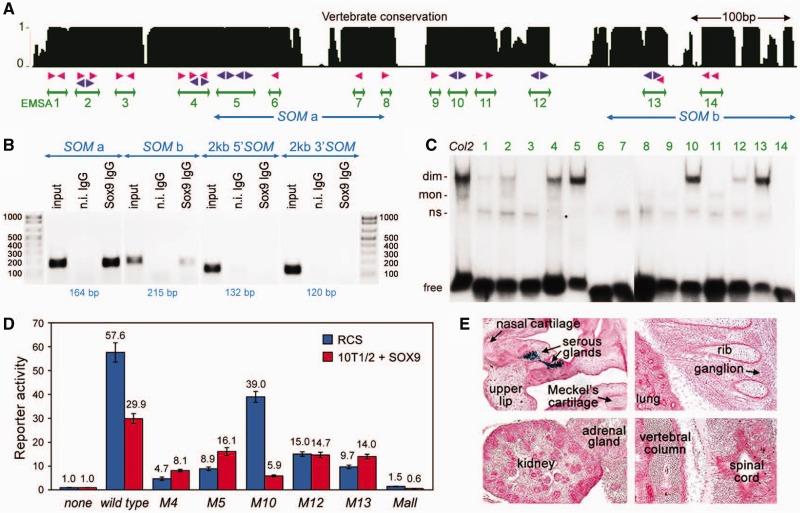 https://cdn.ncbi.nlm.nih.gov/pmc/blobs/f995/3632127/cc0c8495334d/gkt140f7p.jpg