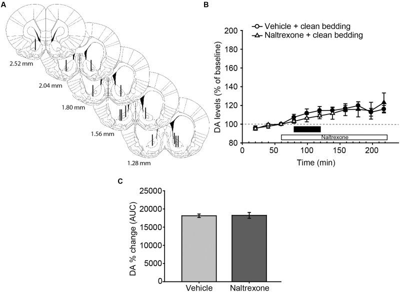 https://cdn.ncbi.nlm.nih.gov/pmc/blobs/f995/5322247/3b9fee11f668/fnana-11-00008-g002.jpg