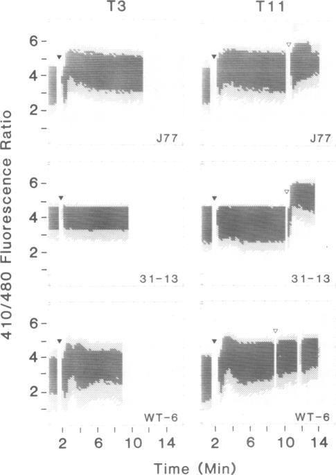 https://cdn.ncbi.nlm.nih.gov/pmc/blobs/f996/454469/1fb814b9f9ed/emboj00144-0057-a.jpg