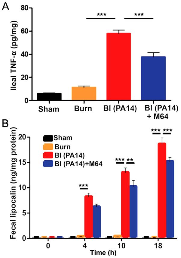 https://cdn.ncbi.nlm.nih.gov/pmc/blobs/f996/6472113/68c1bd723593/MMR-19-05-4057-g03.jpg
