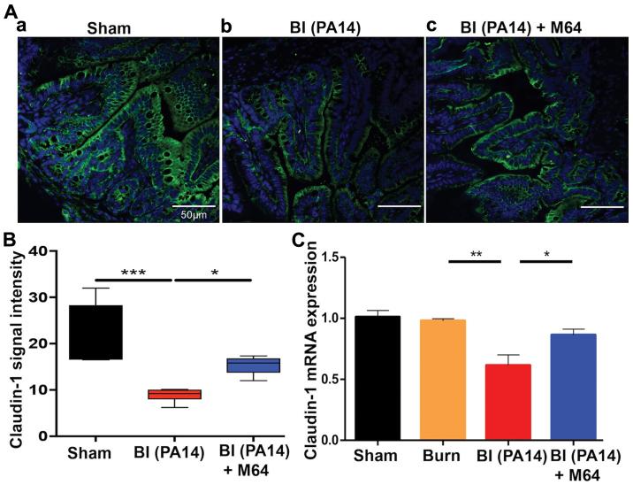 https://cdn.ncbi.nlm.nih.gov/pmc/blobs/f996/6472113/772b4651eb1f/MMR-19-05-4057-g02.jpg