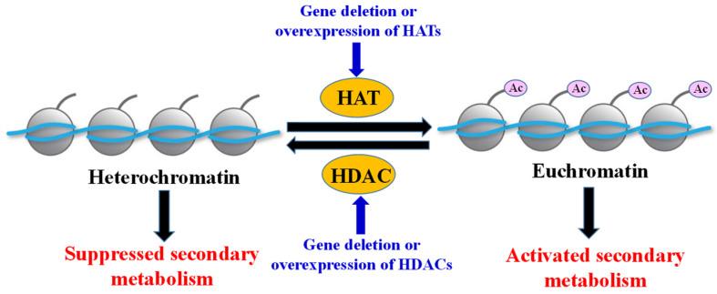 https://cdn.ncbi.nlm.nih.gov/pmc/blobs/f99b/11720177/d2aa89d231a8/ijms-26-00025-g001.jpg