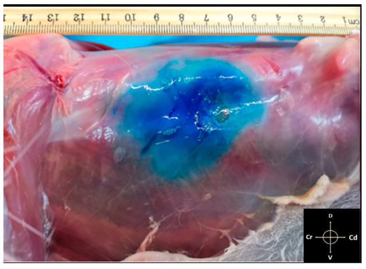 https://cdn.ncbi.nlm.nih.gov/pmc/blobs/f99d/8300137/f0fabdb51451/animals-11-01953-g005.jpg