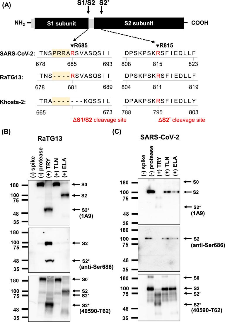 https://cdn.ncbi.nlm.nih.gov/pmc/blobs/f9a2/12279935/2ebab3878429/41598_2025_11600_Fig2_HTML.jpg