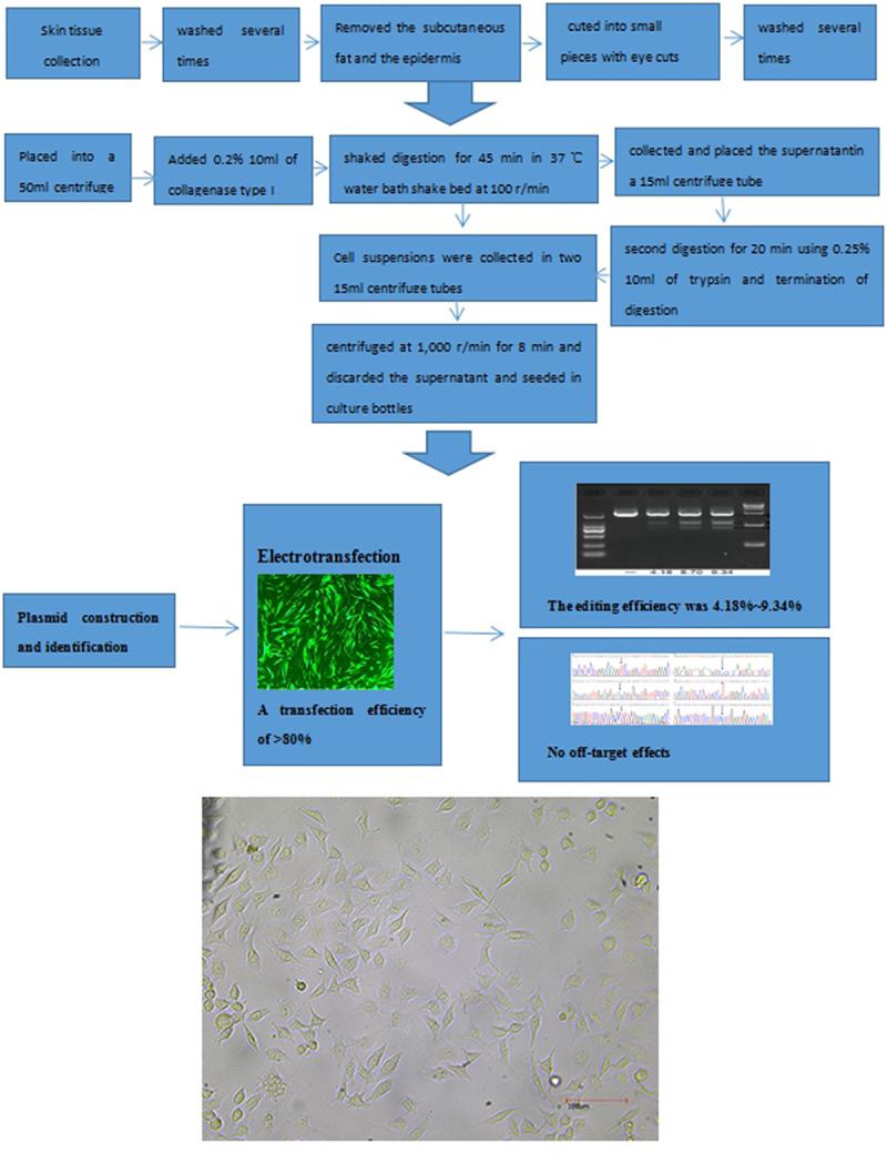 https://cdn.ncbi.nlm.nih.gov/pmc/blobs/f9a7/9276056/304489857023/KBIE_A_2069940_UF0001_OC.jpg