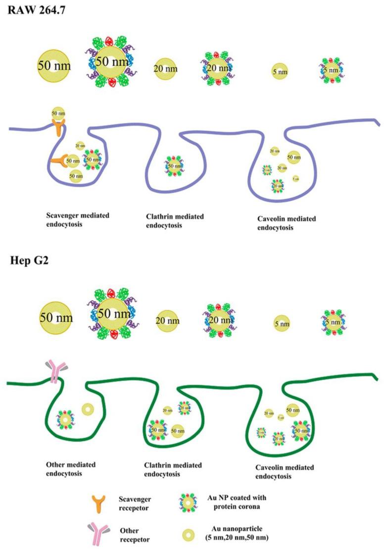 https://cdn.ncbi.nlm.nih.gov/pmc/blobs/f9a8/7412248/a1896a0a4695/materials-13-03093-g009.jpg
