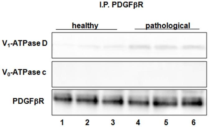 https://cdn.ncbi.nlm.nih.gov/pmc/blobs/f9ab/3933332/1c4512ce0173/pone.0088860.g008.jpg
