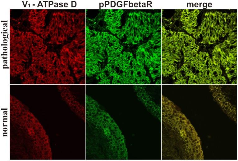 https://cdn.ncbi.nlm.nih.gov/pmc/blobs/f9ab/3933332/2113d8e5c6f6/pone.0088860.g009.jpg