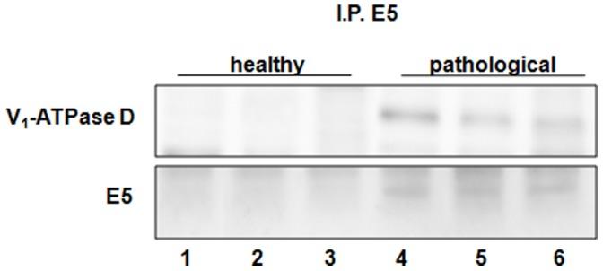 https://cdn.ncbi.nlm.nih.gov/pmc/blobs/f9ab/3933332/37e359531064/pone.0088860.g014.jpg