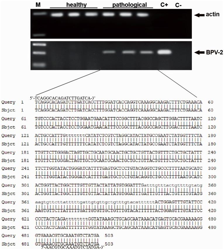 https://cdn.ncbi.nlm.nih.gov/pmc/blobs/f9ab/3933332/9c6f6d962836/pone.0088860.g001.jpg