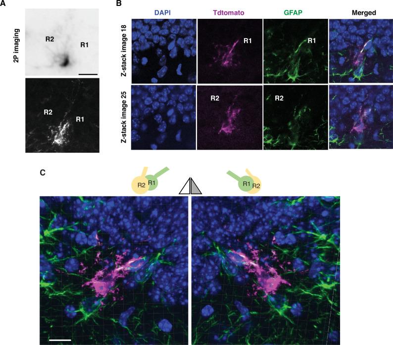 https://cdn.ncbi.nlm.nih.gov/pmc/blobs/f9ad/8820733/8fe62695517e/elife-72195-fig3-figsupp1.jpg