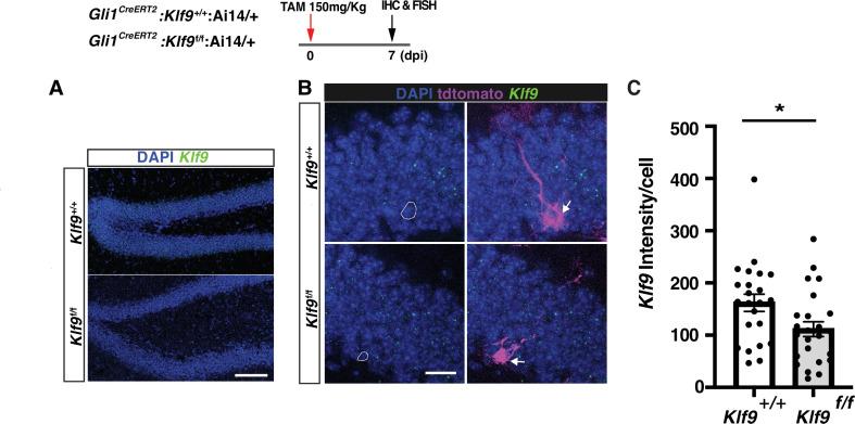 https://cdn.ncbi.nlm.nih.gov/pmc/blobs/f9ad/8820733/92cf04cf5bf5/elife-72195-fig1-figsupp2.jpg
