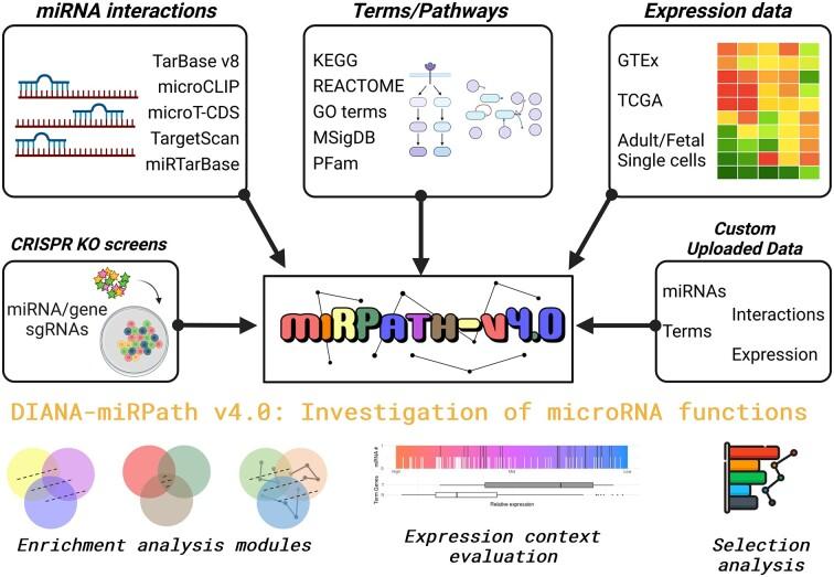 https://cdn.ncbi.nlm.nih.gov/pmc/blobs/f9b0/10320185/e78d064a57d2/gkad431figgra1.jpg