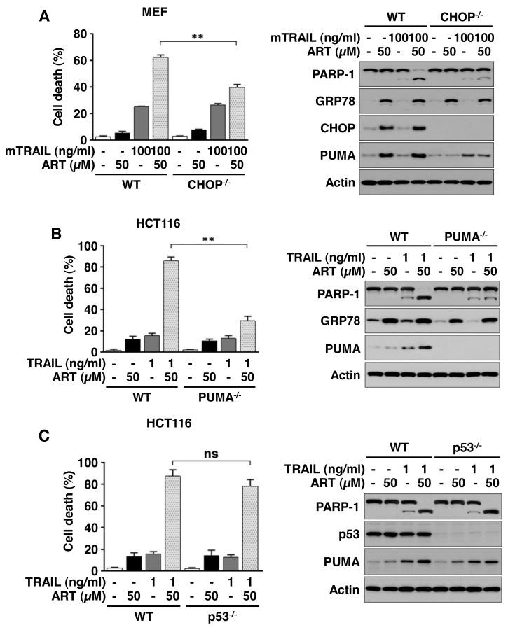 https://cdn.ncbi.nlm.nih.gov/pmc/blobs/f9b3/5777762/299a7f49a828/oncotarget-08-115164-g007.jpg