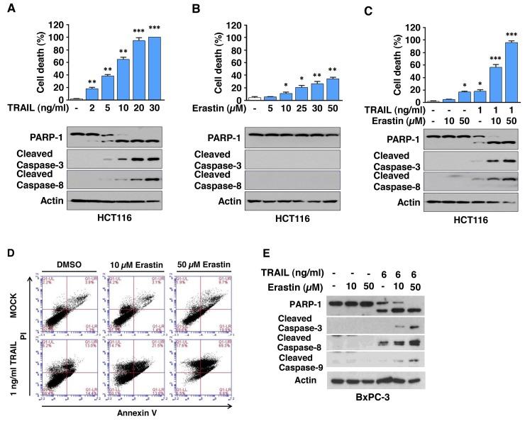 https://cdn.ncbi.nlm.nih.gov/pmc/blobs/f9b3/5777762/3ed11830d61c/oncotarget-08-115164-g002.jpg