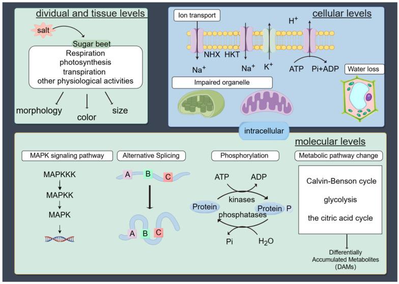 https://cdn.ncbi.nlm.nih.gov/pmc/blobs/f9bd/11548545/f495cbe0711f/plants-13-03018-g001.jpg