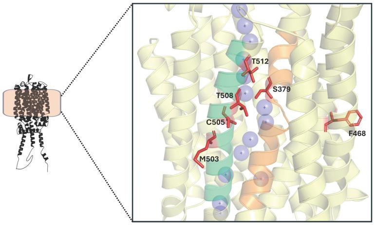 https://cdn.ncbi.nlm.nih.gov/pmc/blobs/f9bf/12250536/10b50d7dd061/ijms-26-05943-g008.jpg