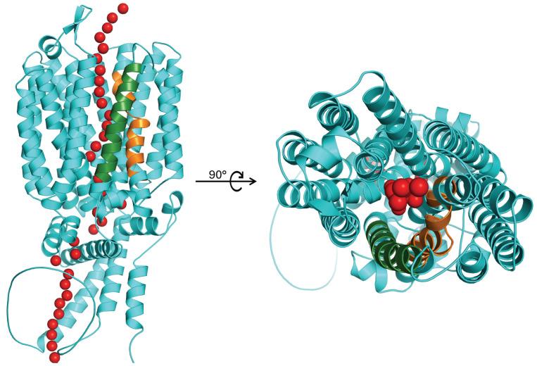 https://cdn.ncbi.nlm.nih.gov/pmc/blobs/f9bf/12250536/118206a1b687/ijms-26-05943-g003.jpg