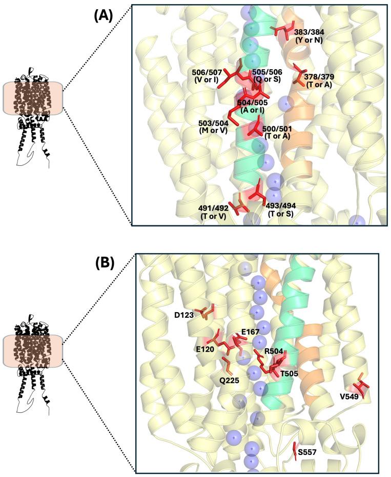 https://cdn.ncbi.nlm.nih.gov/pmc/blobs/f9bf/12250536/1a3c9640e5df/ijms-26-05943-g007.jpg