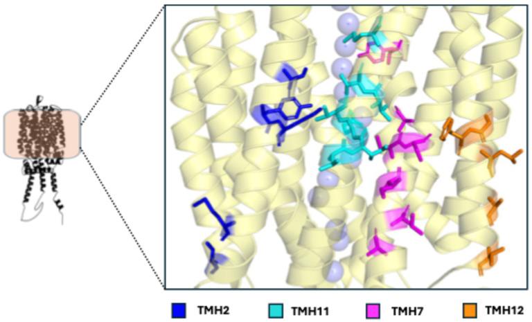 https://cdn.ncbi.nlm.nih.gov/pmc/blobs/f9bf/12250536/25af48b47446/ijms-26-05943-g006.jpg