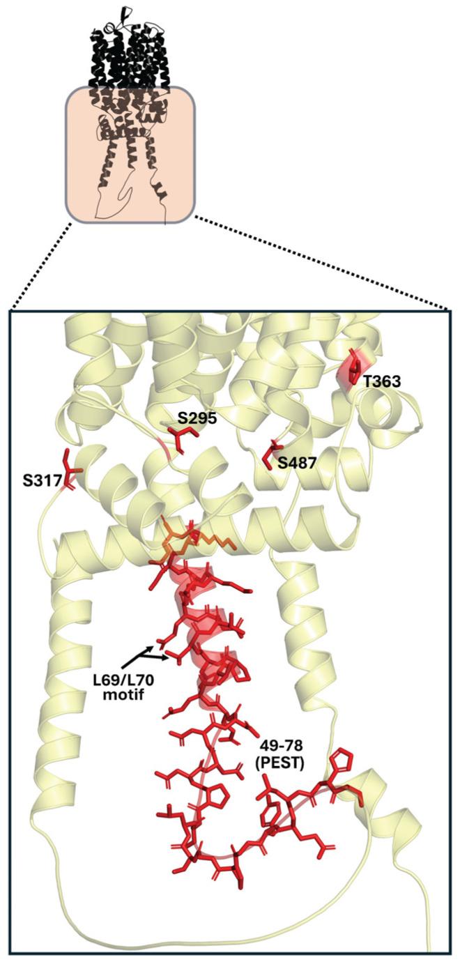 https://cdn.ncbi.nlm.nih.gov/pmc/blobs/f9bf/12250536/2ada0423fd65/ijms-26-05943-g009.jpg