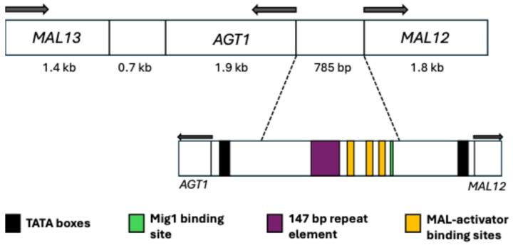 https://cdn.ncbi.nlm.nih.gov/pmc/blobs/f9bf/12250536/5806e56aa443/ijms-26-05943-g005.jpg