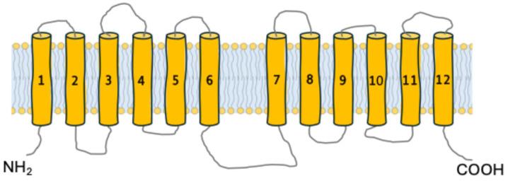 https://cdn.ncbi.nlm.nih.gov/pmc/blobs/f9bf/12250536/d096e73def20/ijms-26-05943-g002.jpg