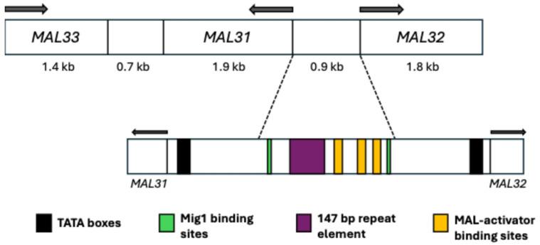 https://cdn.ncbi.nlm.nih.gov/pmc/blobs/f9bf/12250536/ef86358f99f2/ijms-26-05943-g004.jpg