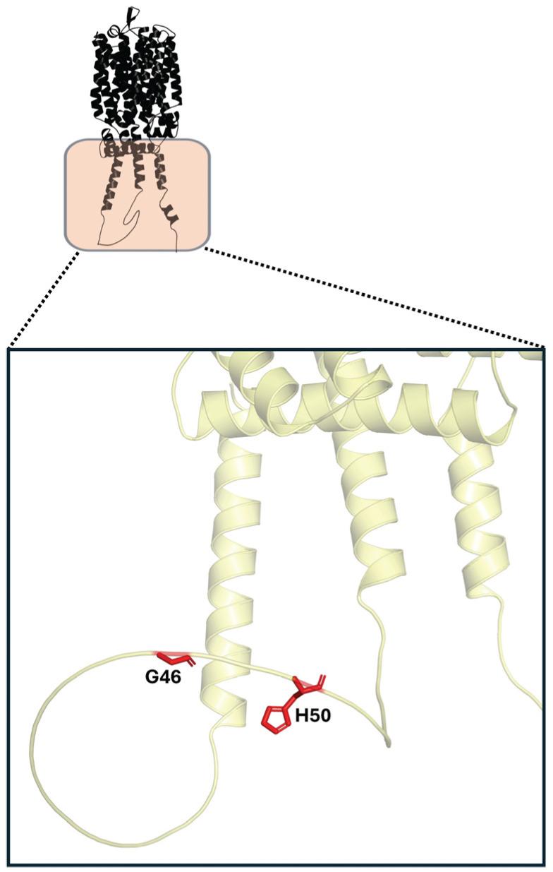 https://cdn.ncbi.nlm.nih.gov/pmc/blobs/f9bf/12250536/f19ba74c0110/ijms-26-05943-g010.jpg