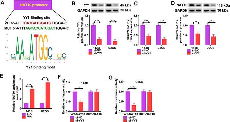 https://cdn.ncbi.nlm.nih.gov/pmc/blobs/f9c0/12296524/56727c66e7c3/gr5.jpg