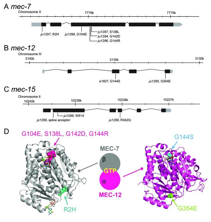 https://cdn.ncbi.nlm.nih.gov/pmc/blobs/f9c1/5577916/3e47f446ce80/elife-26376-fig7-figsupp1.jpg