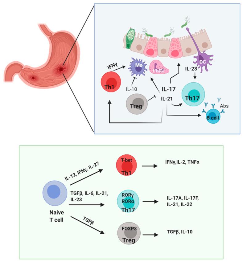 https://cdn.ncbi.nlm.nih.gov/pmc/blobs/f9c1/8147029/2c4716cd48cc/toxins-13-00315-g004.jpg