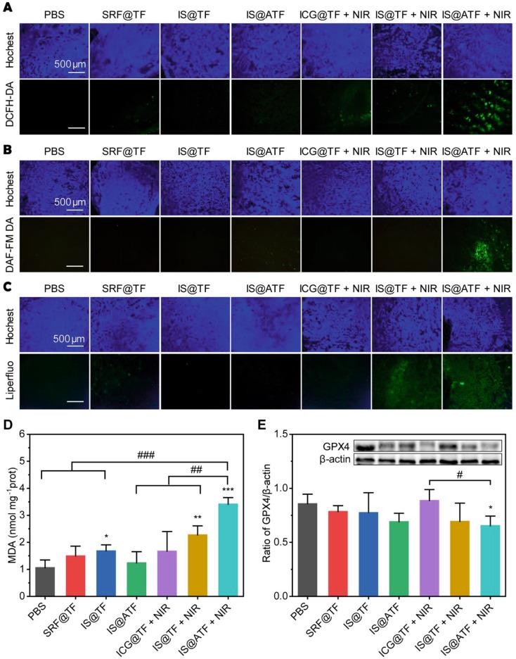 https://cdn.ncbi.nlm.nih.gov/pmc/blobs/f9c3/11515185/02acae525873/12951_2024_2942_Fig6_HTML.jpg