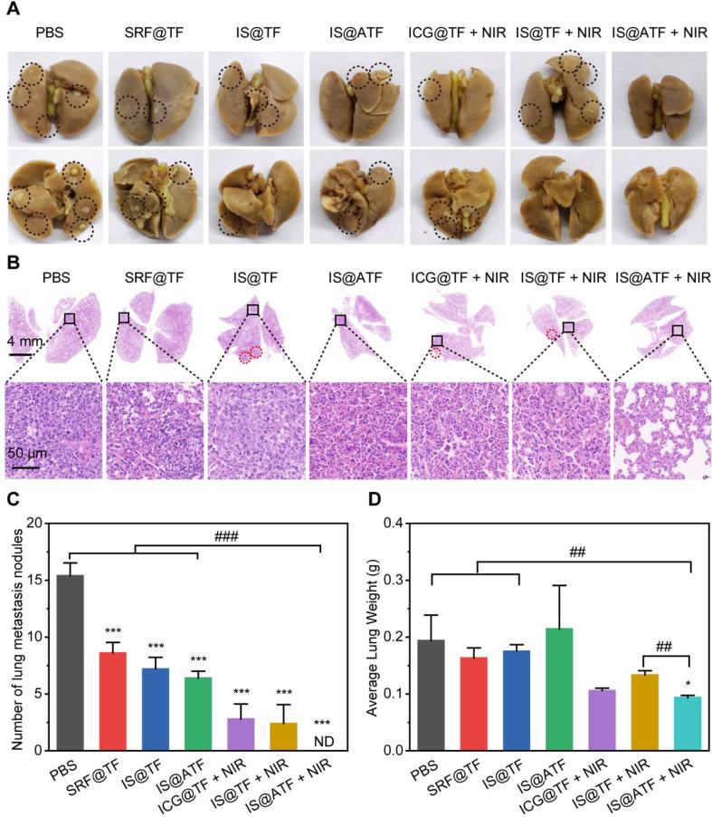 https://cdn.ncbi.nlm.nih.gov/pmc/blobs/f9c3/11515185/8486f1fe097a/12951_2024_2942_Fig7_HTML.jpg