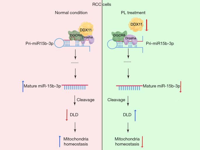 https://cdn.ncbi.nlm.nih.gov/pmc/blobs/f9c4/12076233/6e6eb4d0fb90/tau-14-04-897-f8.jpg