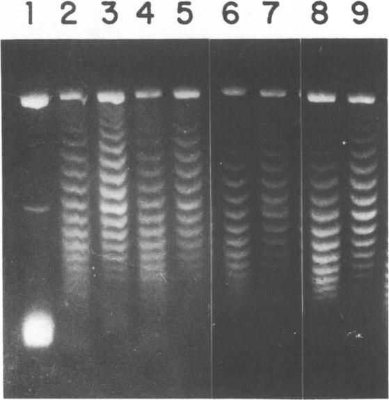 https://cdn.ncbi.nlm.nih.gov/pmc/blobs/f9ce/339769/053240203bce/nar00277-0151-a.jpg