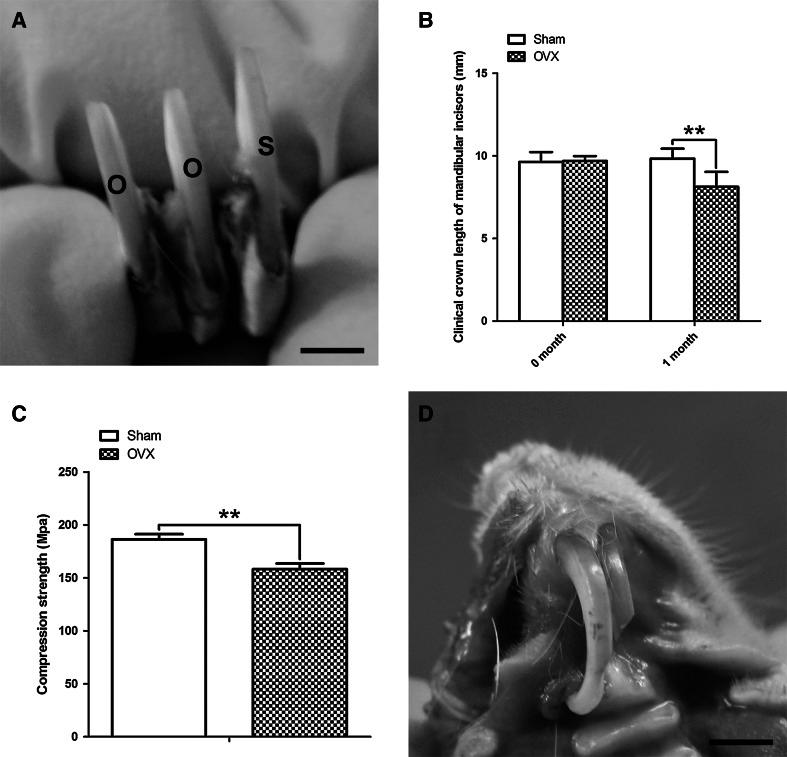 https://cdn.ncbi.nlm.nih.gov/pmc/blobs/f9d0/4544579/2dc480ae31aa/10735_2013_9533_Fig2_HTML.jpg