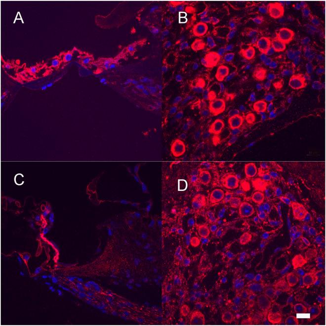 https://cdn.ncbi.nlm.nih.gov/pmc/blobs/f9d1/9204055/4919afc497c5/fbioe-10-892969-g007.jpg