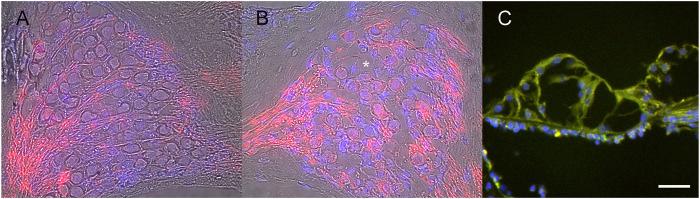 https://cdn.ncbi.nlm.nih.gov/pmc/blobs/f9d1/9204055/5850e18c1605/fbioe-10-892969-g003.jpg