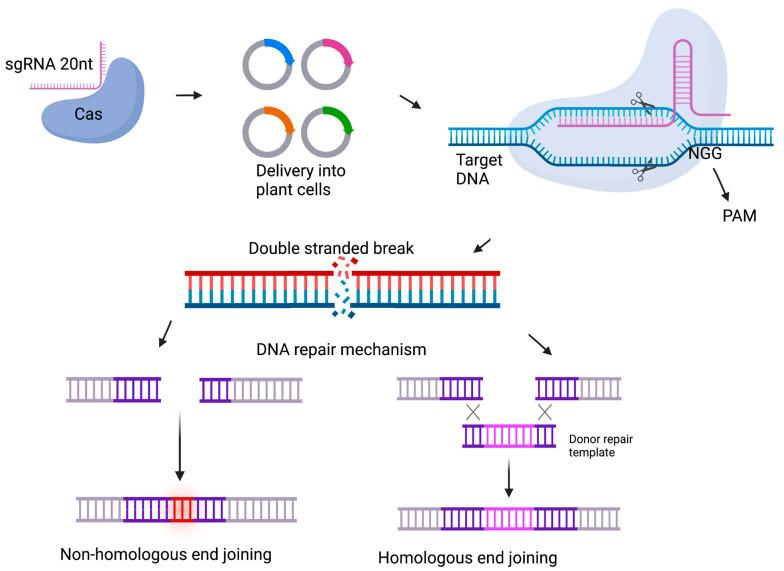 https://cdn.ncbi.nlm.nih.gov/pmc/blobs/f9d2/9921946/d916a1e0abf8/plants-12-00485-g004.jpg